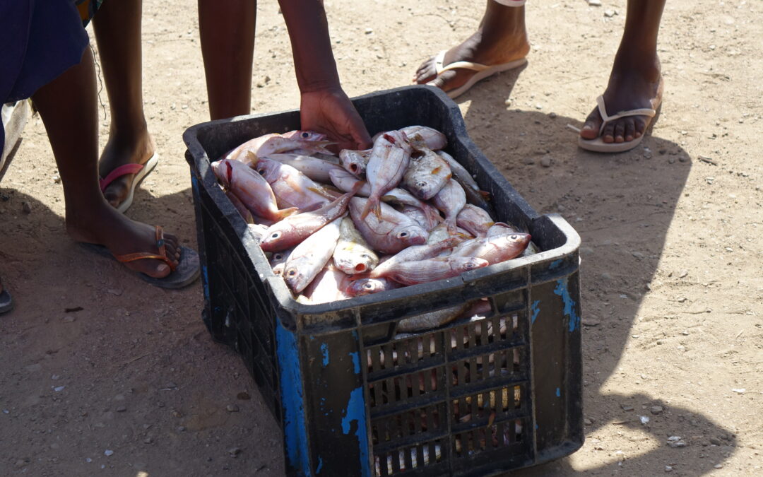 Viver do Peixe: O sacrifício das mulheres peixeiras no Namibe