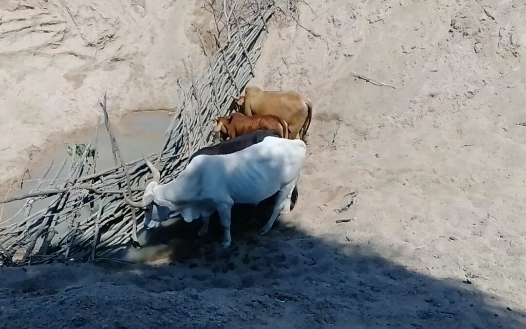 COMUNIDADES DO INTERIOR DA PROVINCIA DO NAMIBE VOLTAM QUEIXAR-SE DA FOME