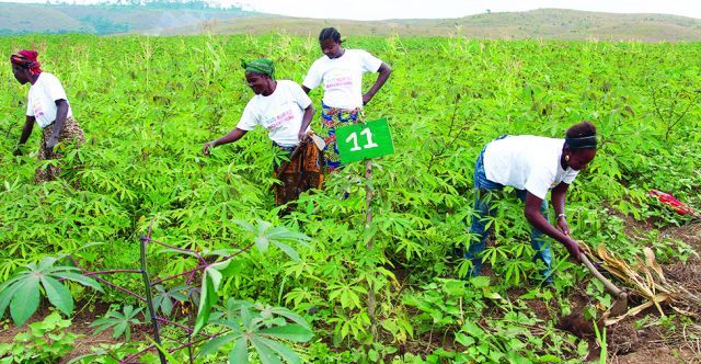 NAMIBE GANHA MAIS UMA LOJA DE CAMPO