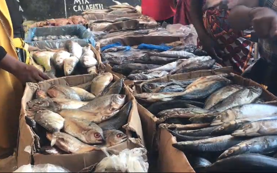 PEIXE CONGELADO MAIS CARO E ESCASSO NO MERCADO DA PROVÍNCIA DE MALANJE