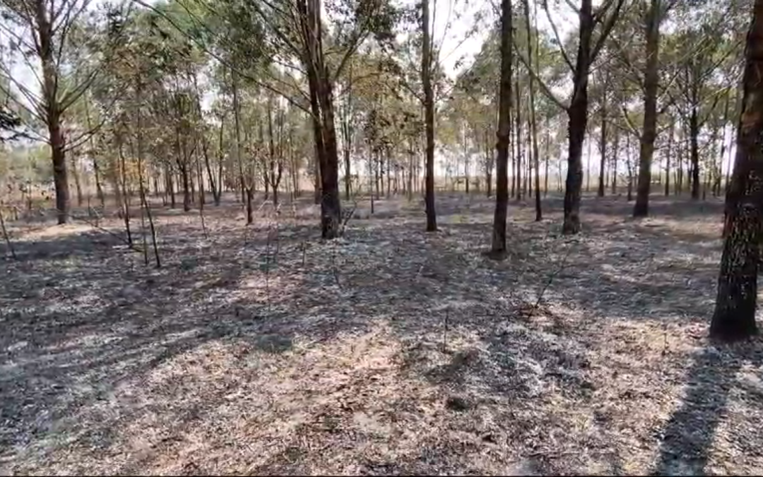 INCÊNDIO CONSECUTIVO NO POLÍGONO FLORESTAL MATARI YA NGINGA